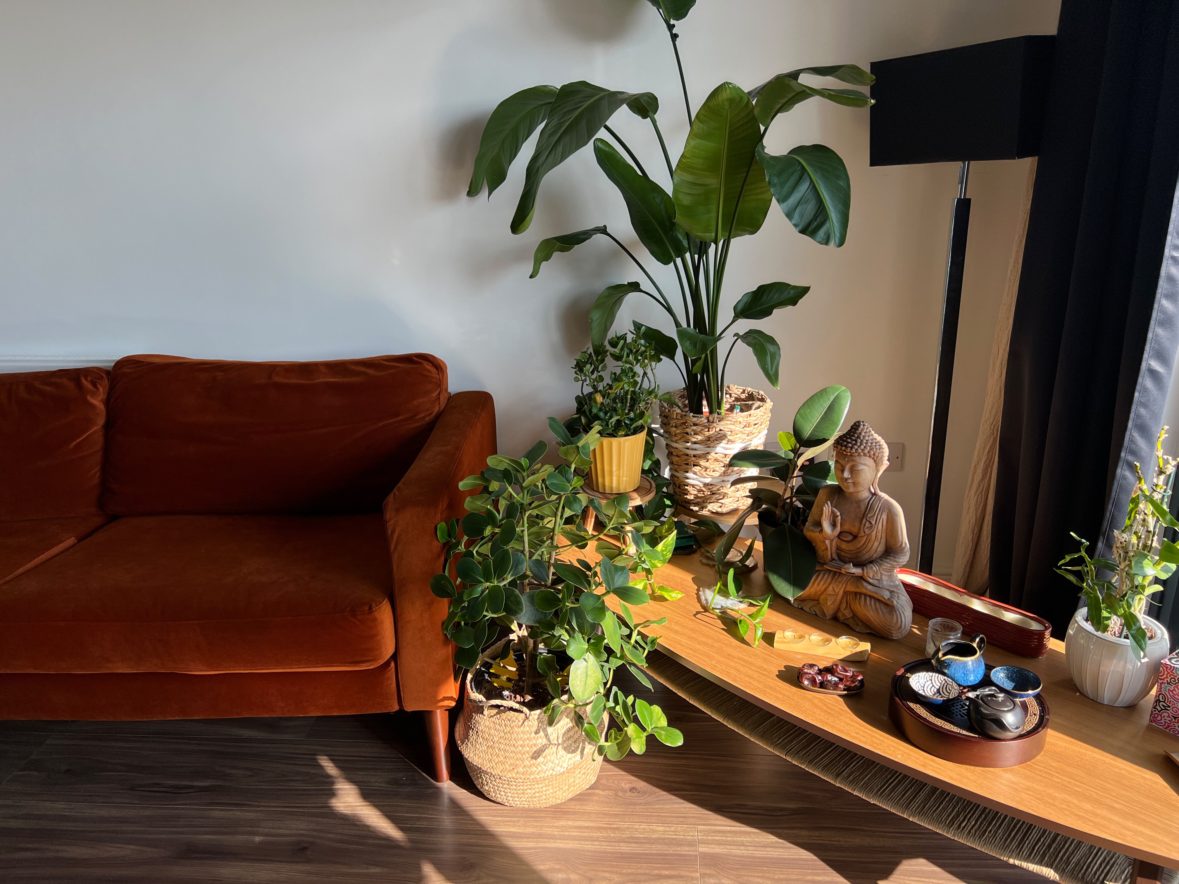 A sunlit corner of Anasta's studio with plants and a rust-coloured sofa